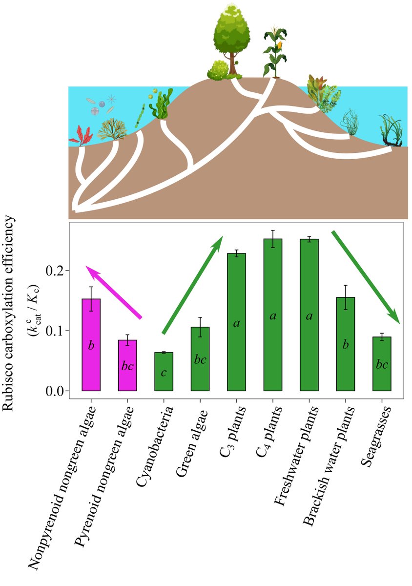 NewPhyt's tweet photo. The diversity and coevolution of Rubisco and CO2 concentrating mechanisms in marine macrophytes

Capó-Bauçà et al. @PlantMedUIB @Inagea_es @UIBuniversitat

📖 https://t.co/fym198rJS5 https://t.co/k9fxJ3CCfz