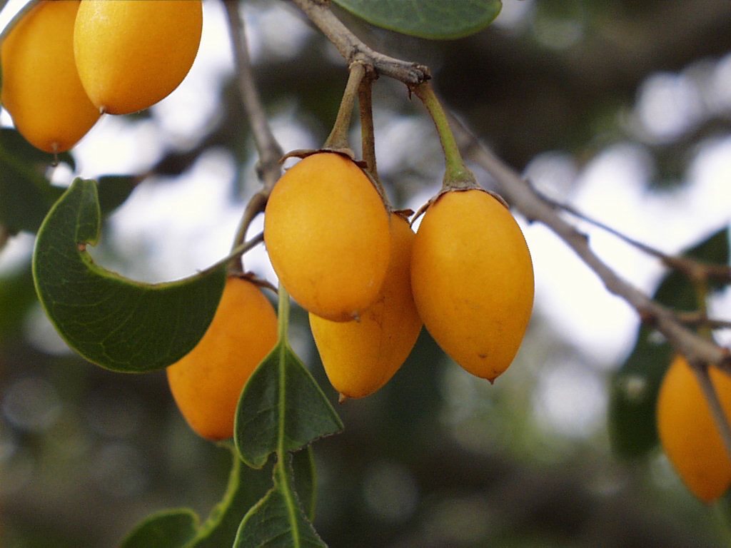 RISEfm943's tweet image. #InYourLanguage...What do you call this wild fruit and have you tasted it before?

#RISEfmLunch with Lilly Wa Ga Makofane (SALT)
#myRISEfm
#MpumalangaAzishe