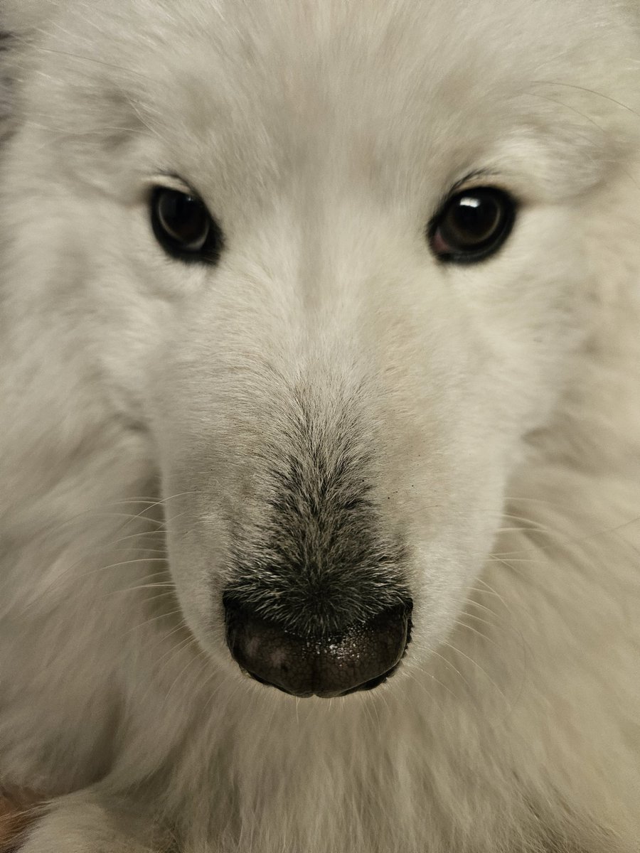 近いね。

#サモエド
#サモエドポーラ
#samoyed