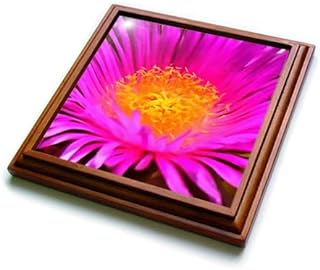TaicheTees's tweet photo. https://t.co/fCKi3yZfNd : Artistic Magenta Pink Aster Flower Floral Art#taiche #3drose #asterflower #aster #flowers #flowerphotography #flower #nature #flowersofx #garden #gardening #daisy #painting #florist #asters #krisan #mawar #newbalance #bungamurah  https://t.co/62nEu1e1Rk https://t.co/5F7NxvemYm