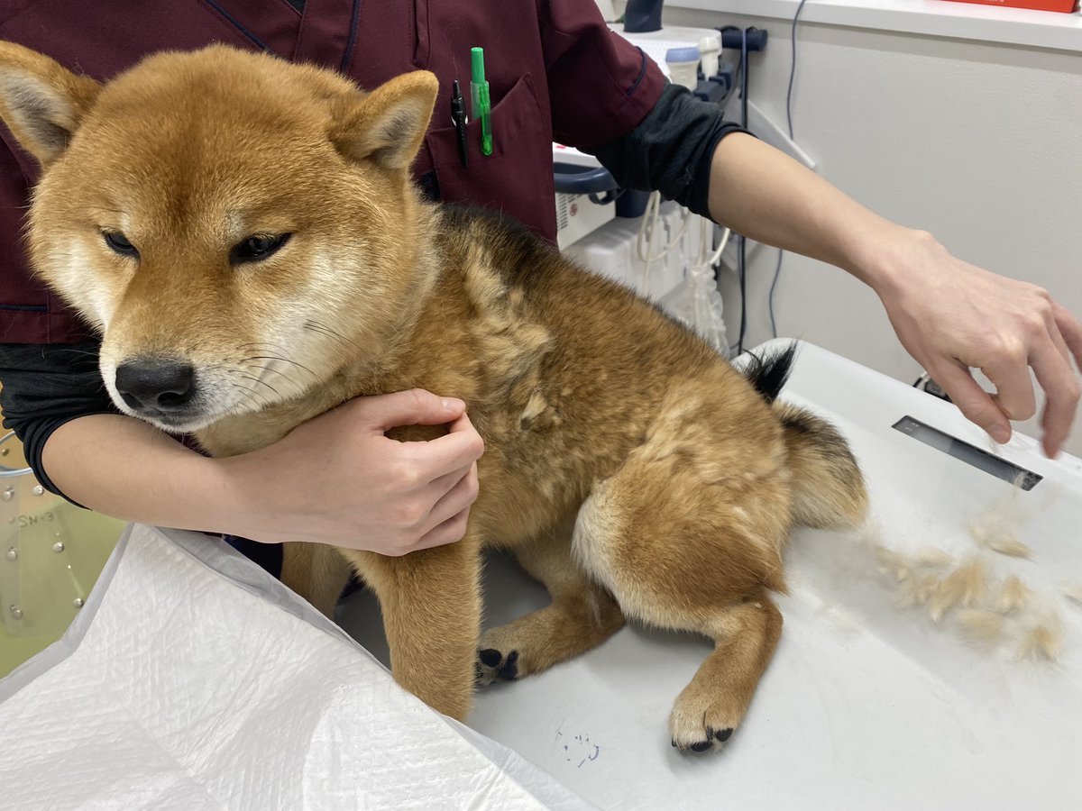 ConsultingVets's tweet photo. なんでかよく誤食されるロキソニンテープ( ´Д`) https://t.co/o7JioLOQgA