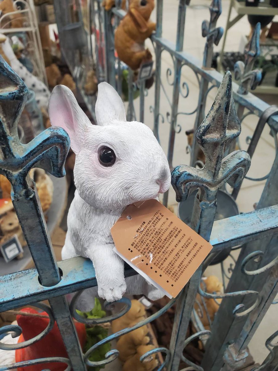 ジョイホン吉岡店 GREEN PARK】 ちょうかわいい。 見て見て！ウサギの