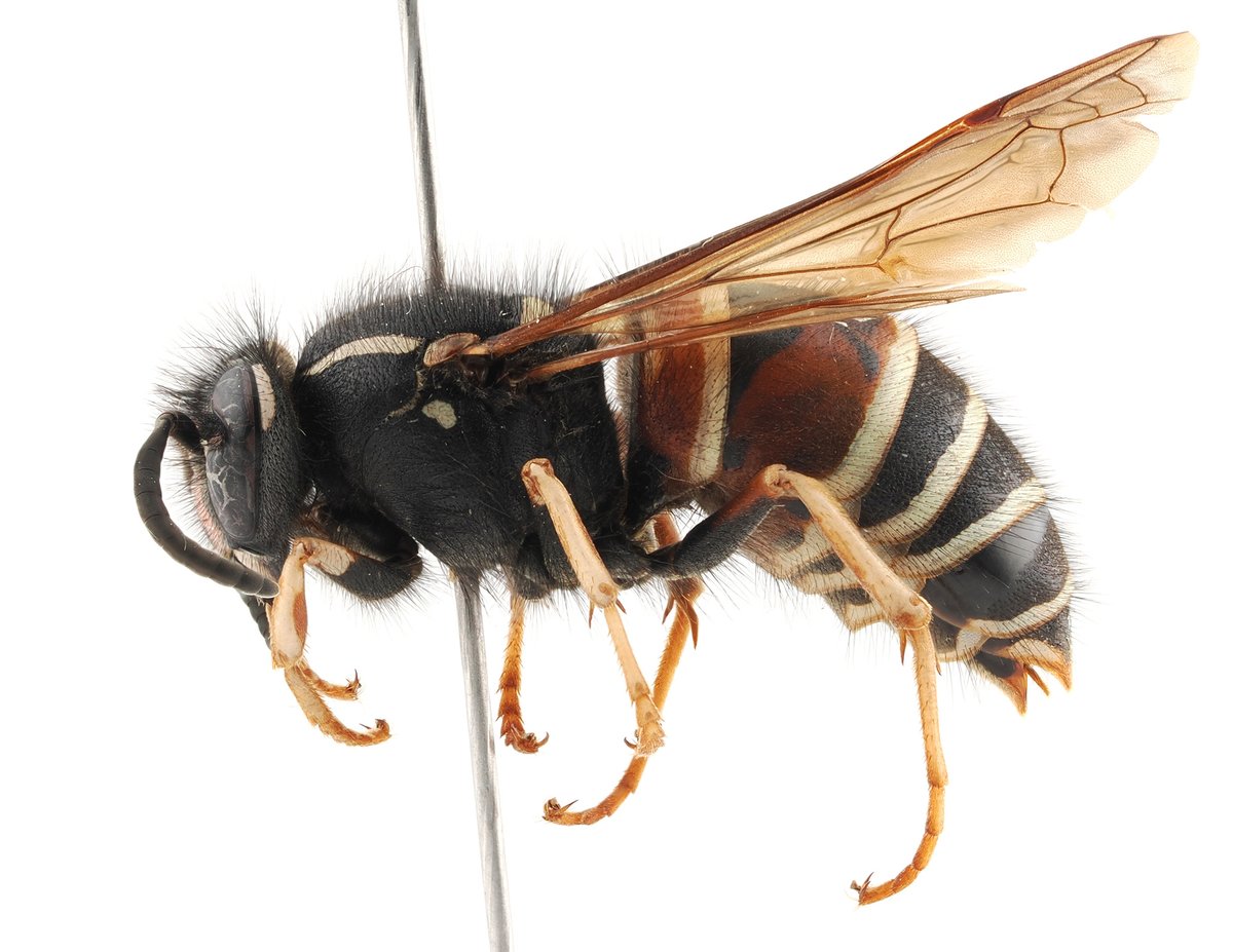 Entomological Society of Canada tweet media