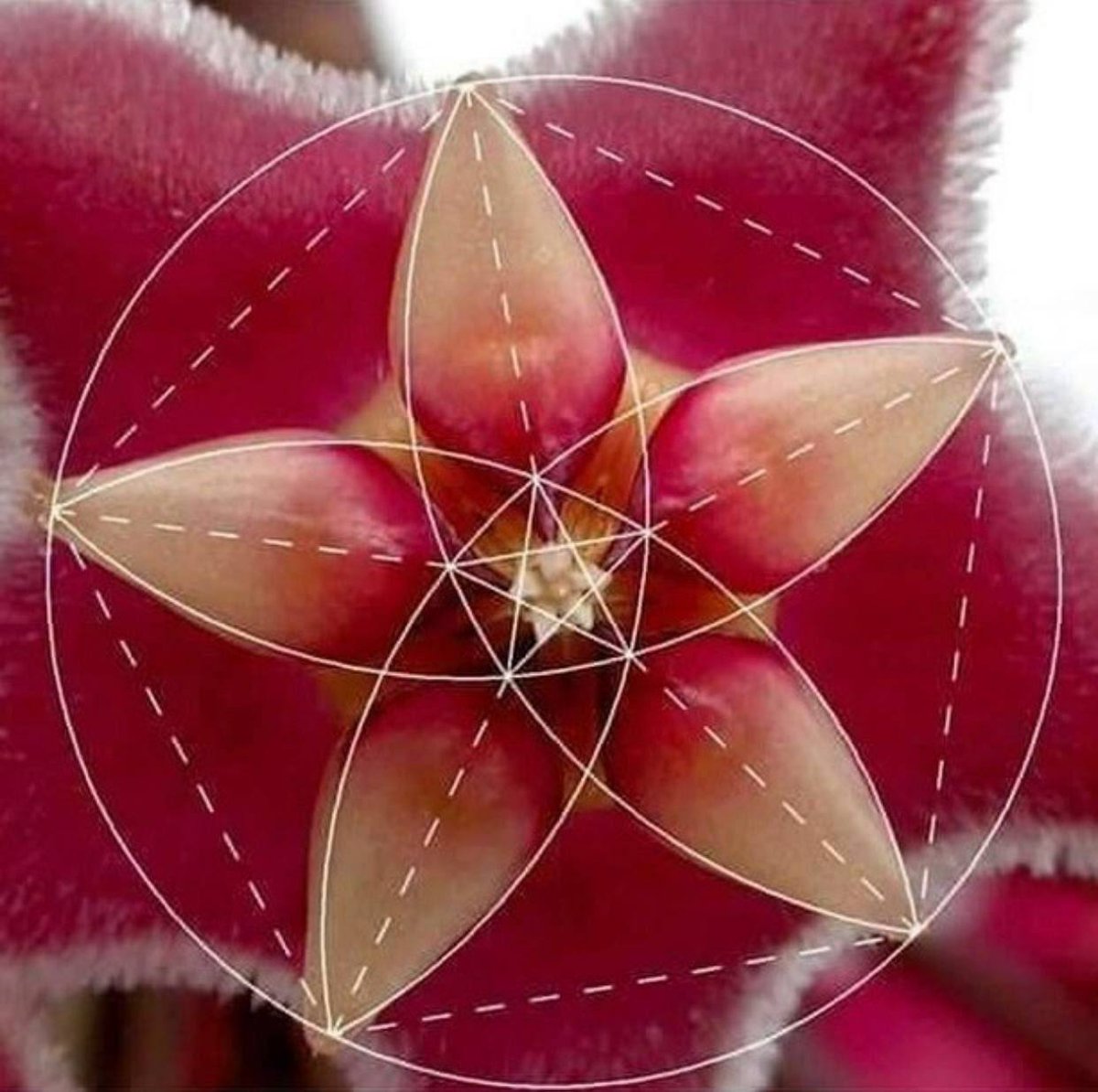 RjNol's tweet image. #CosmicArchitecture
Imitating the patterns of nature. What did they know?