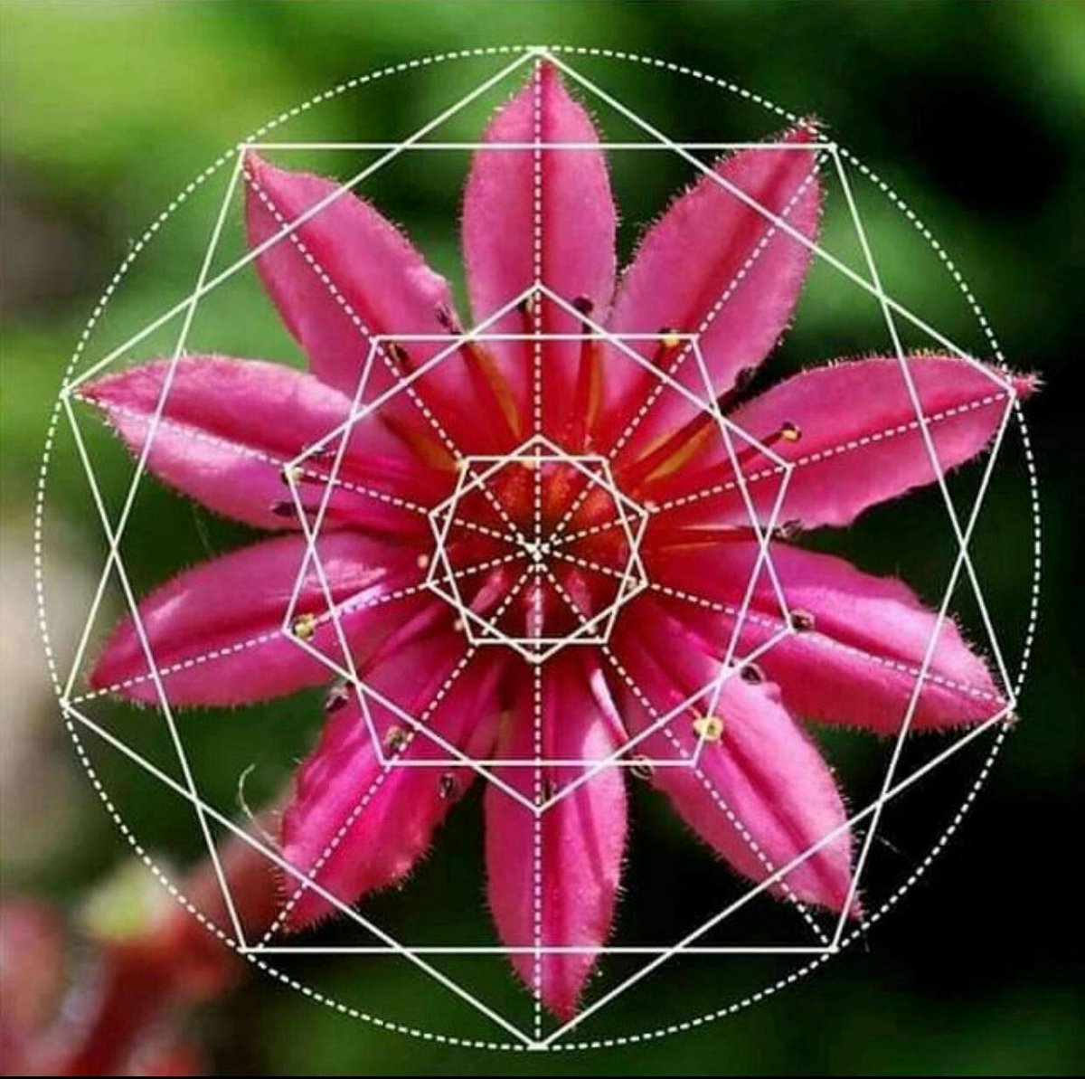 RjNol's tweet image. #CosmicArchitecture
Imitating the patterns of nature. What did they know?