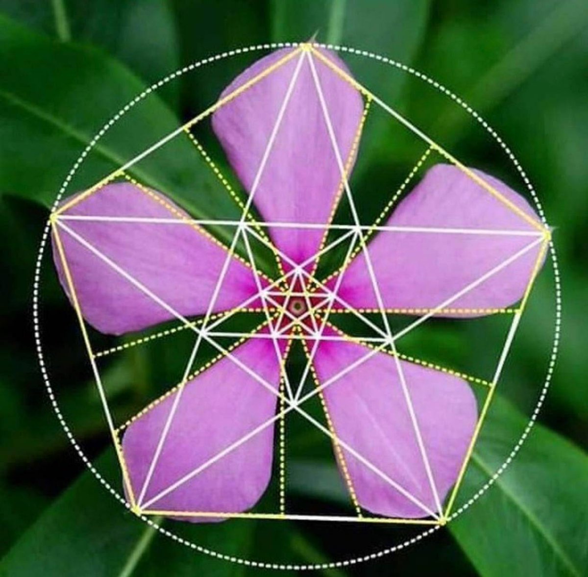 RjNol's tweet image. #CosmicArchitecture
Imitating the patterns of nature. What did they know?