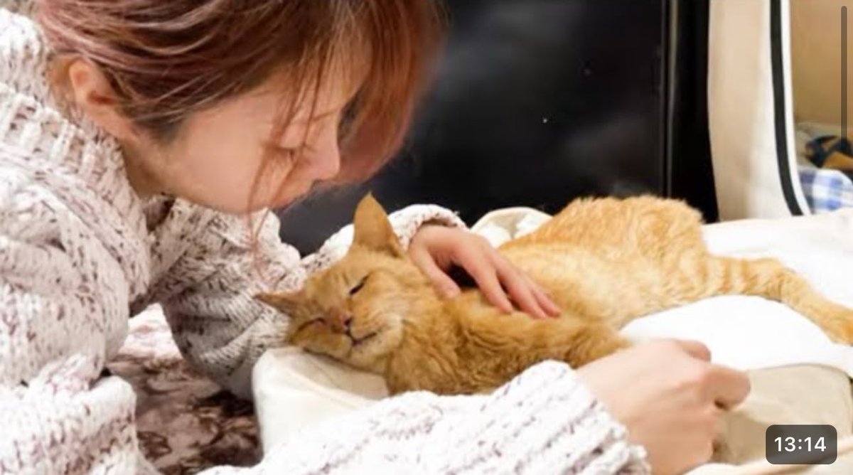 airun1220's tweet photo. 奇跡を見せてくれた1つの猫の物語。ライフくんありがとう https://t.co/MxO5C2FPne @YouTubeより

ライフ君の動画を作るのに何度も心が折れてしまい完成するまでにとても時間がかかってしまいました。
ぜひ、ご視聴頂けると幸いです。 https://t.co/pISdAJKBs4