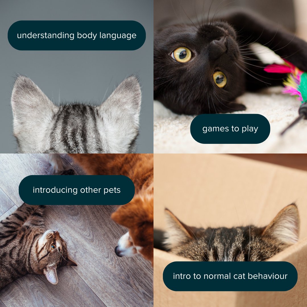 Do you speak cat? 🐈‍⬛

Cats can be mysterious creatures, with their own quirks and personalities - but they’re also very loveable.

Want to find out more about your cat’s behaviour? Head to our 101 guide 👇

bit.ly/47D6xGV 

#PoweredByBellaAndDuke