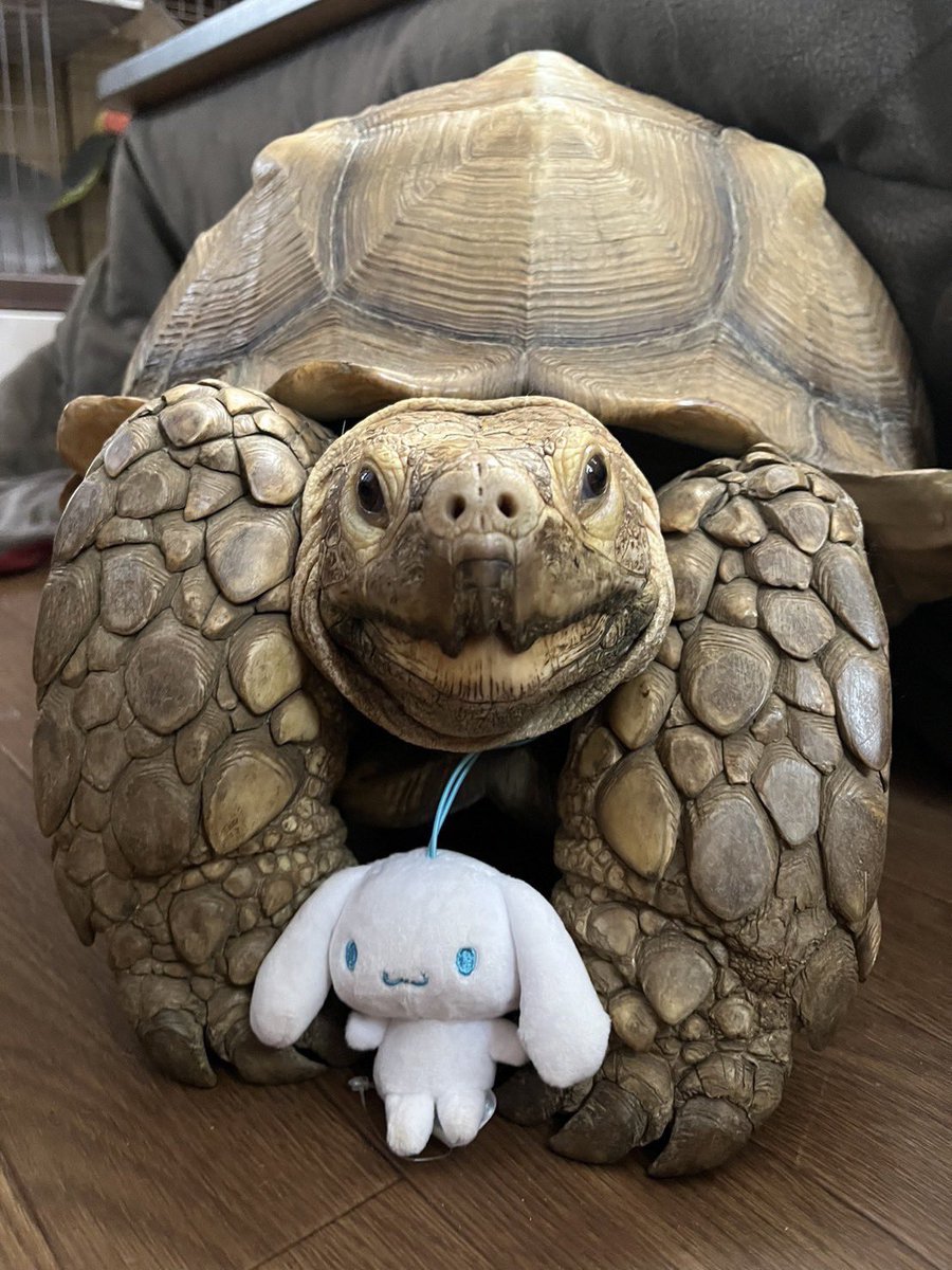 kameno_momochan's tweet photo. シナモロールちゃんにおさんぽされてるんだゾ〜🐩🐢💕 https://t.co/jaF2Gm7hK3