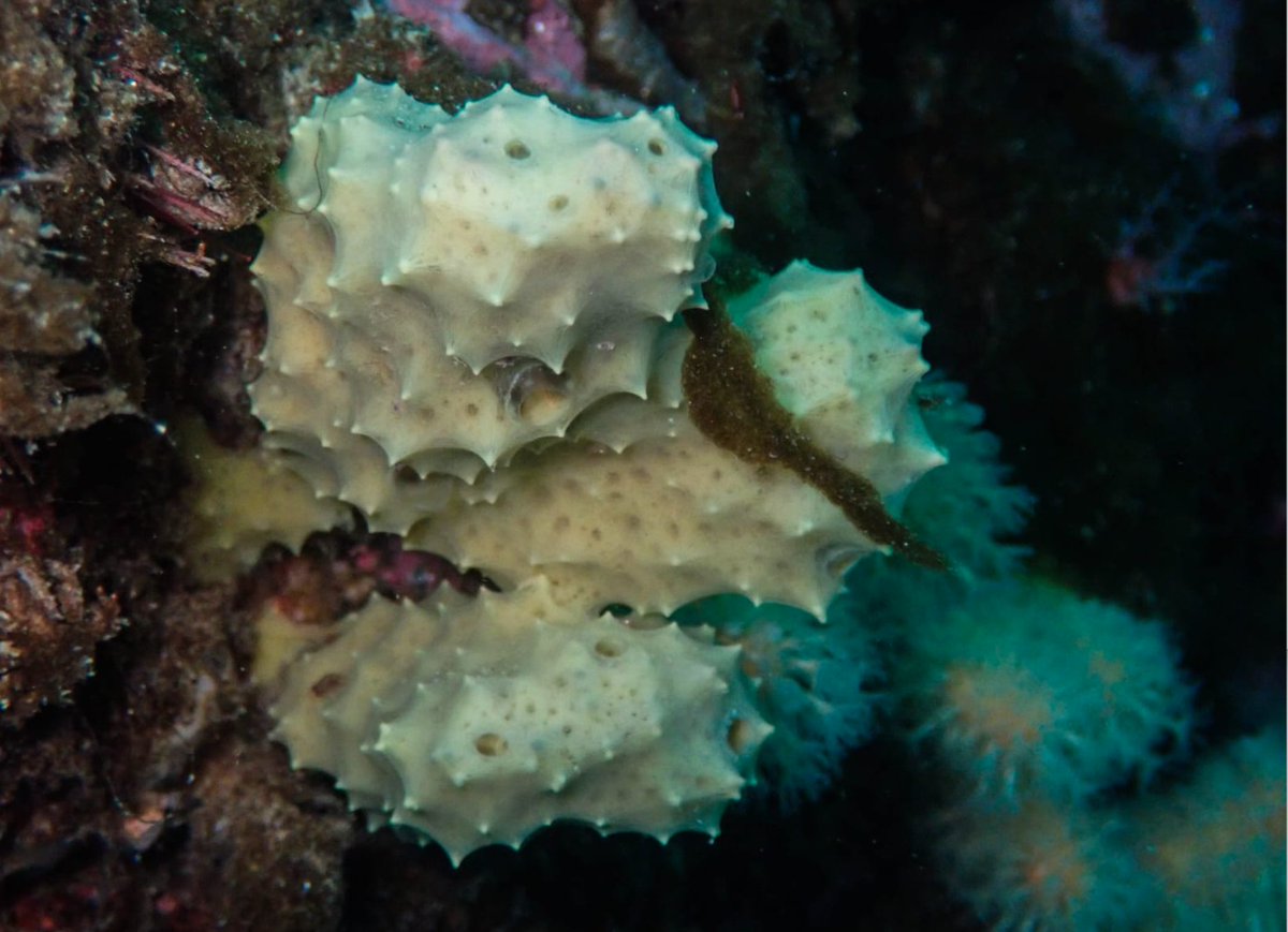 BiologiaUB's tweet image. #Postdocposition | 🌊 Vols fer recerca sobre el bentos antàrtic?

❄️ Et preocupa com el canvi global afecta els ecosistemes polars?

👩‍🎓 Al @Conxita_LAB pots demanar un contracte #JuandelaCierva o #RamonyCajal, contacta!