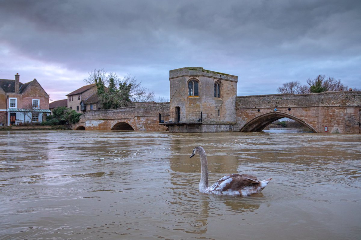 editbadger's tweet photo. Sunday evening, had a quick visit to St Ives to see how the flooded areas were doing. Subsided a little but still dramatic and eerie views #StIves #Cambridgeshire #Flood #RiverGreatOuse #15thCenturyBridge #StIvesBridge #BridgeChapel #Swan #MuteSwan #Winter https://t.co/5Np97L3Iom