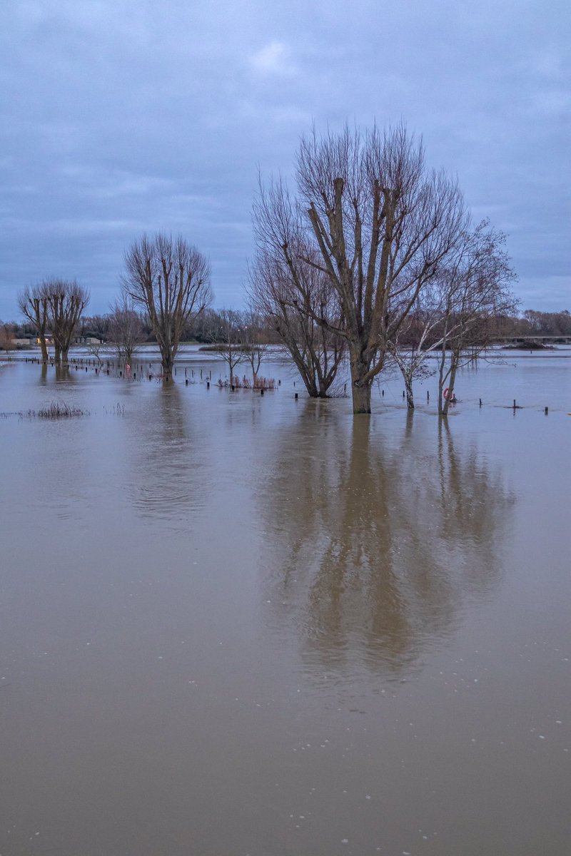 Sunday evening, had a quick visit to St Ives to see how the flooded areas were doing. Subsided a little but still dramatic and eerie views #StIves #Cambridgeshire #Flood #RiverGreatOuse #15thCenturyBridge #StIvesBridge #BridgeChapel #Swan #MuteSwan #Winter