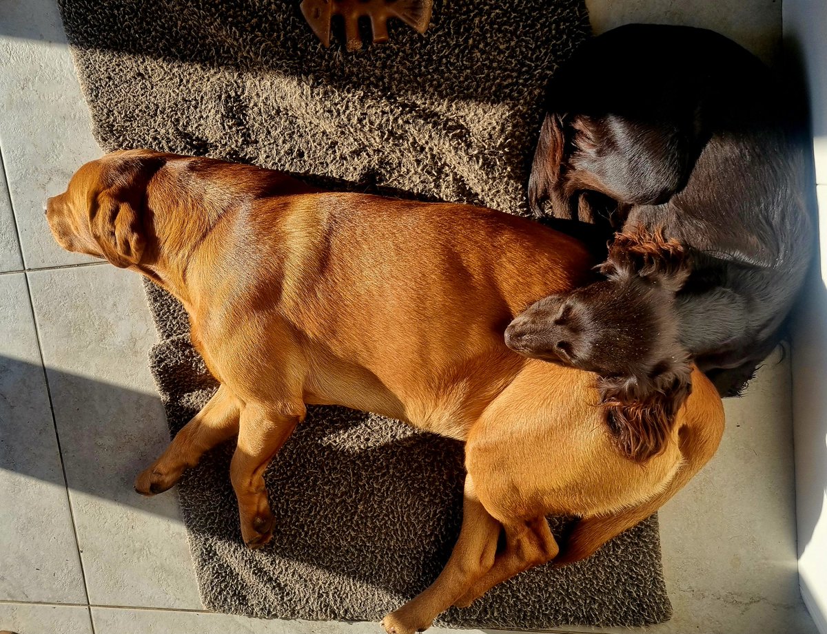 ACountryChap's tweet photo. Apparently #LittleBrownDog thinks #BigGingerDog makes a good pillow...
#workingcocker #workingcockerspaniel #workingcockerspanielsofinstagram #foxredlabrador #workinglabrador #foxredlabradorsofinstagram https://t.co/fGZiihWBTD