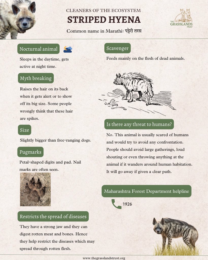 There were recent sightings of a Striped Hyena near a residential area at Lohegaon/Dhanori in Pune. We have circulated this poster within the residents of the society. #stripedhyena #indianstripedhyena #hyena #punecity #pune #grasslands #wildlifeawareness #humananimalconflict