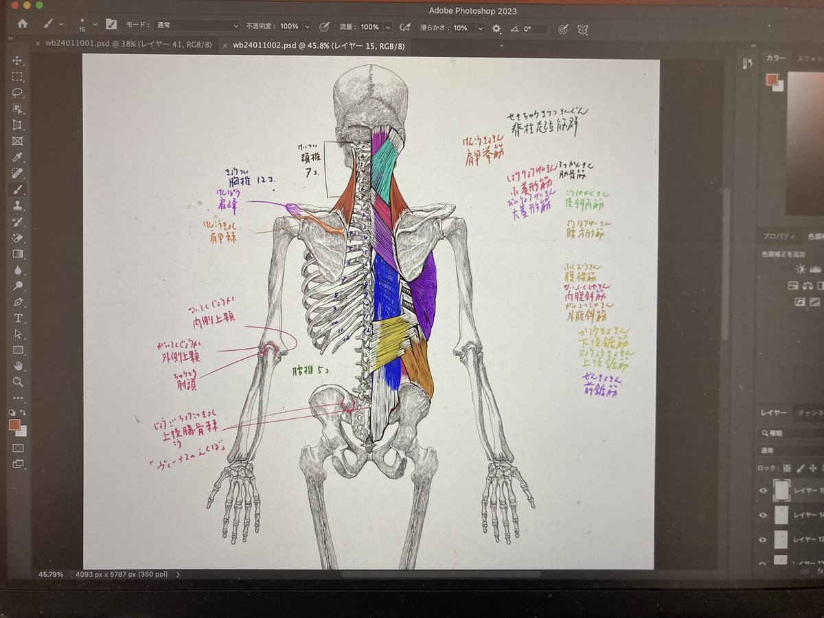 今日のデジタル板書 #美術解剖学 #京都精華大学