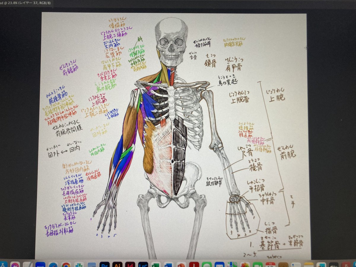 今日のデジタル板書 #美術解剖学 #京都精華大学