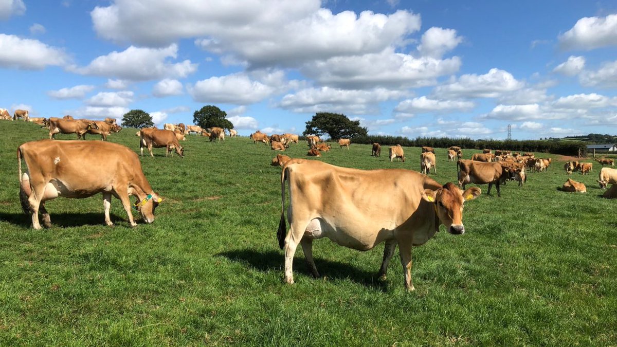 We present #NationalMilkDay courtesy of our Jersey girls! Enjoy their #grassfed Butter, Ricotta, &amp; aged #rawmilk Cheese at today's Dag Hammarskjold Plaza (E47th St) &amp; <a href="/UnSqGreenmarket/">Union Sq Greenmarket</a>. Thursdays on #UWS Broadway at Tucker Square (66th St) &amp; <a href="/Columbia/">Columbia University</a> (114th St).