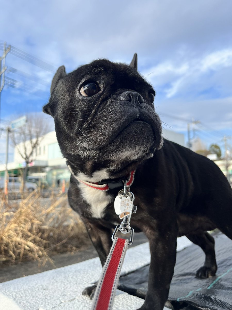 daizutotenten's tweet photo. 明日は明日の風が吹く🐾

#フレンチブルドッグ #フレブル
#チワックス #チワワ #ダックス
#ミックス犬 #いぬのきもち https://t.co/VHdE8584hj