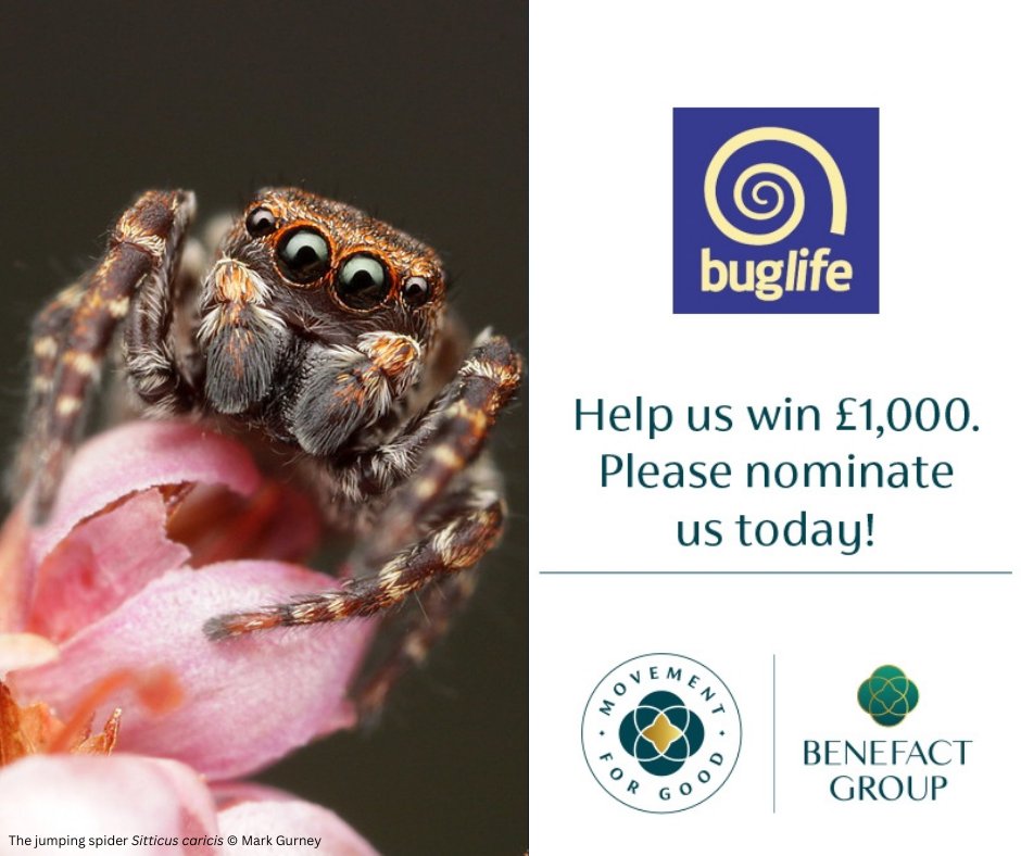 Buglife tweet media