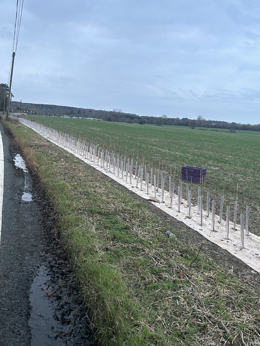 Improving our environmental credentials this week. 1 mile of new hedging and sewage sludge being delivered. Thanks to Ian Metson for the hedge laying ⁦<a href="/Hedgelife/">Hedgelife</a>⁩