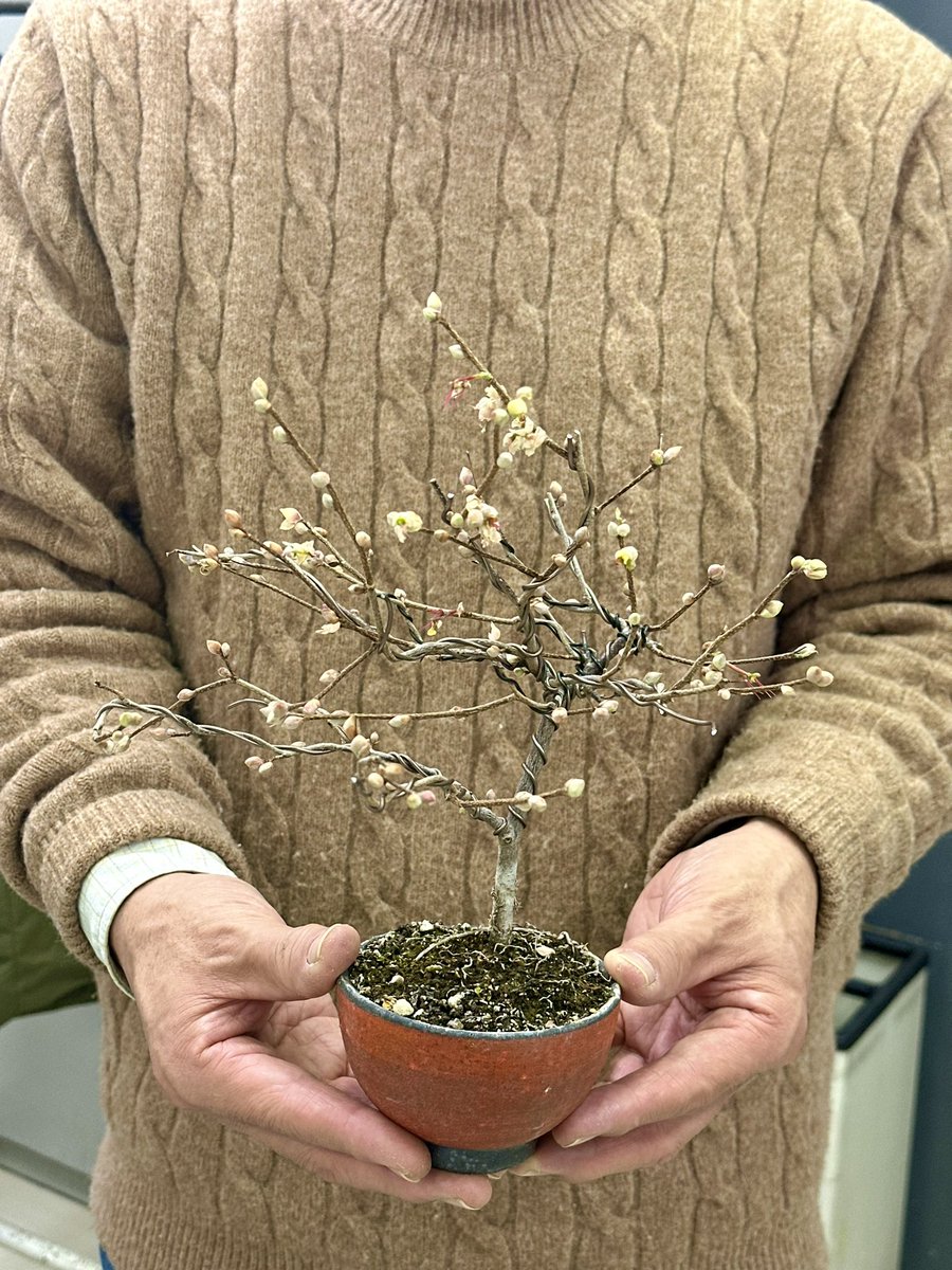 rinhabonsai's tweet photo. 千代田区　竹橋駅直結ビル
＠mainichiculture 
にて夜classレッスンでした♬
お仕事帰りでお疲れの皆さまですが
「盆栽が息抜きになる♬」
と言ってくださいます😆

#お仕事帰りの盆栽教室
#お仲間募集中
#毎日文化センター
#盆栽教室
#千代田区でお稽古
#bonsai
#盆栽
#琳葉盆栽
#琳葉盆栽教室 https://t.co/YcPbsya2F0