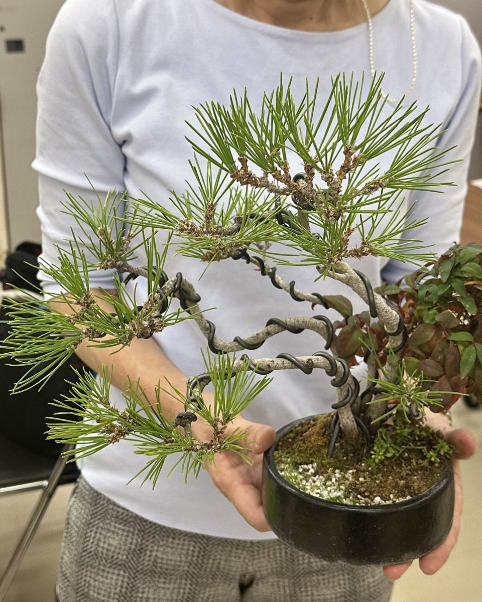 rinhabonsai's tweet photo. 千代田区　竹橋駅直結ビル
＠mainichiculture 
にて夜classレッスンでした♬
お仕事帰りでお疲れの皆さまですが
「盆栽が息抜きになる♬」
と言ってくださいます😆

#お仕事帰りの盆栽教室
#お仲間募集中
#毎日文化センター
#盆栽教室
#千代田区でお稽古
#bonsai
#盆栽
#琳葉盆栽
#琳葉盆栽教室 https://t.co/YcPbsya2F0