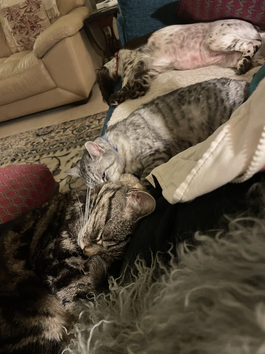 Big Silver Tabby tweet media