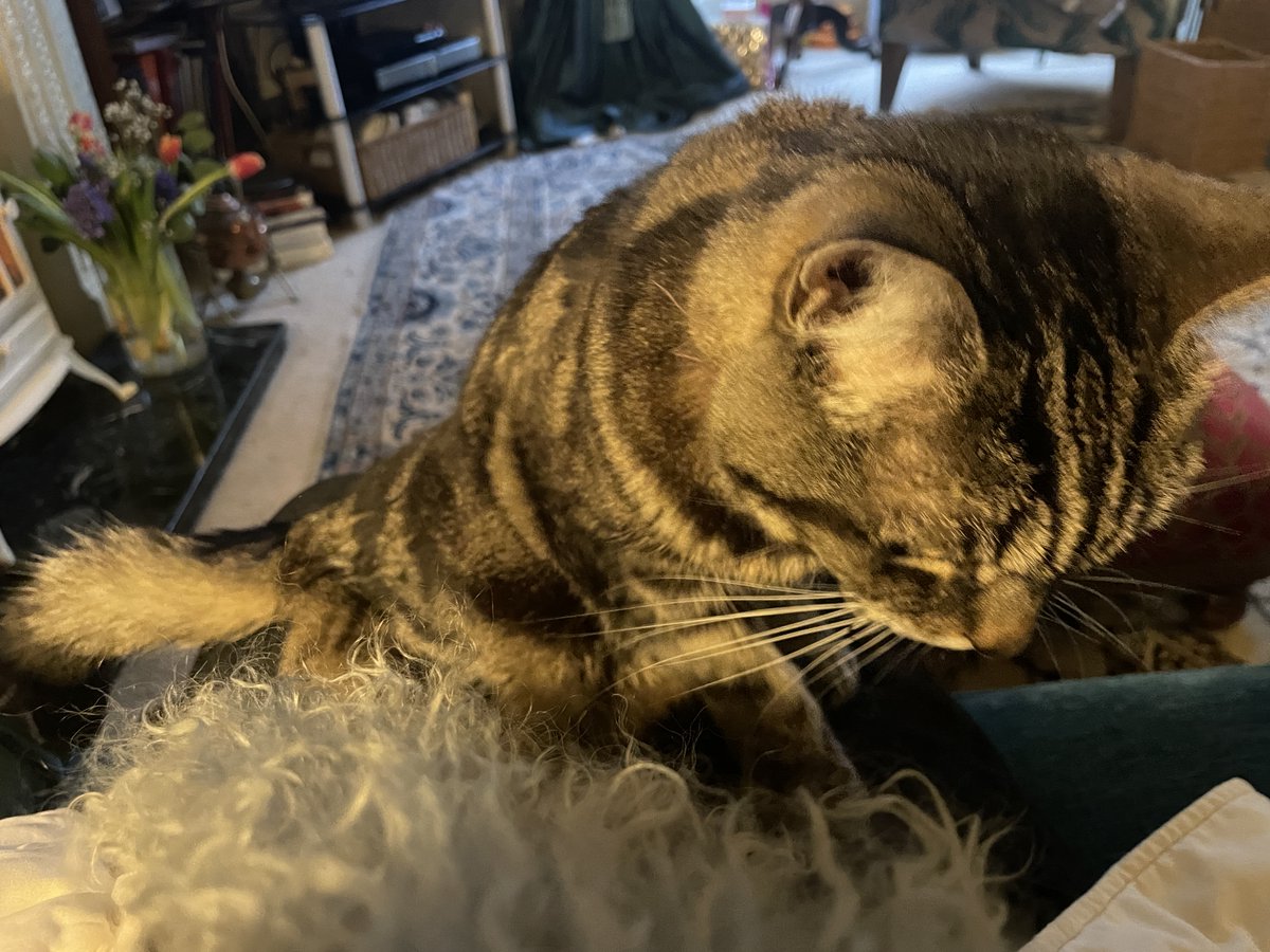 Big Silver Tabby tweet media