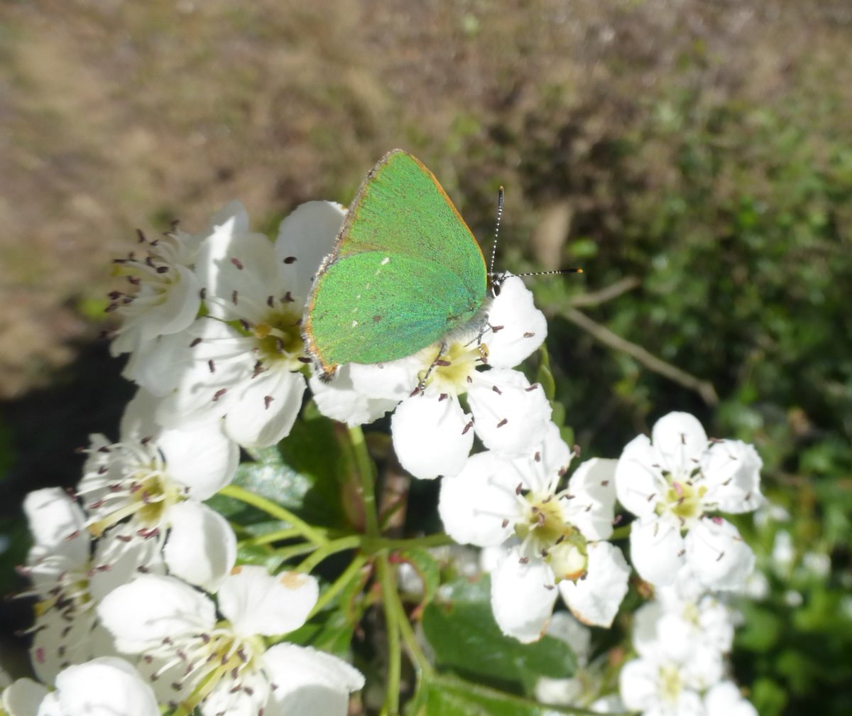 dvanduuren1's tweet photo. January Photo Challenges:
📸

* Butterfly Month from Erik
Theme: Green Hairstreak

* JanuaryPhotoFlow from Jolanda
Theme: Frog's Eye View

#vlindermaand #kikkerperspectief #butterfly #fun #photochallenge #dag10 #day10 #frogperspective #green #NaturePhotography #NatureBeauty https://t.co/IgYGBJF7Vp