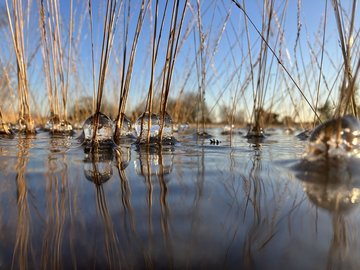Stevige wind en matige vorst geeft in een #KikkerPerspectief zelfs het pijpenstrootje een mooi plaatje in #mijnbrabantslandschap