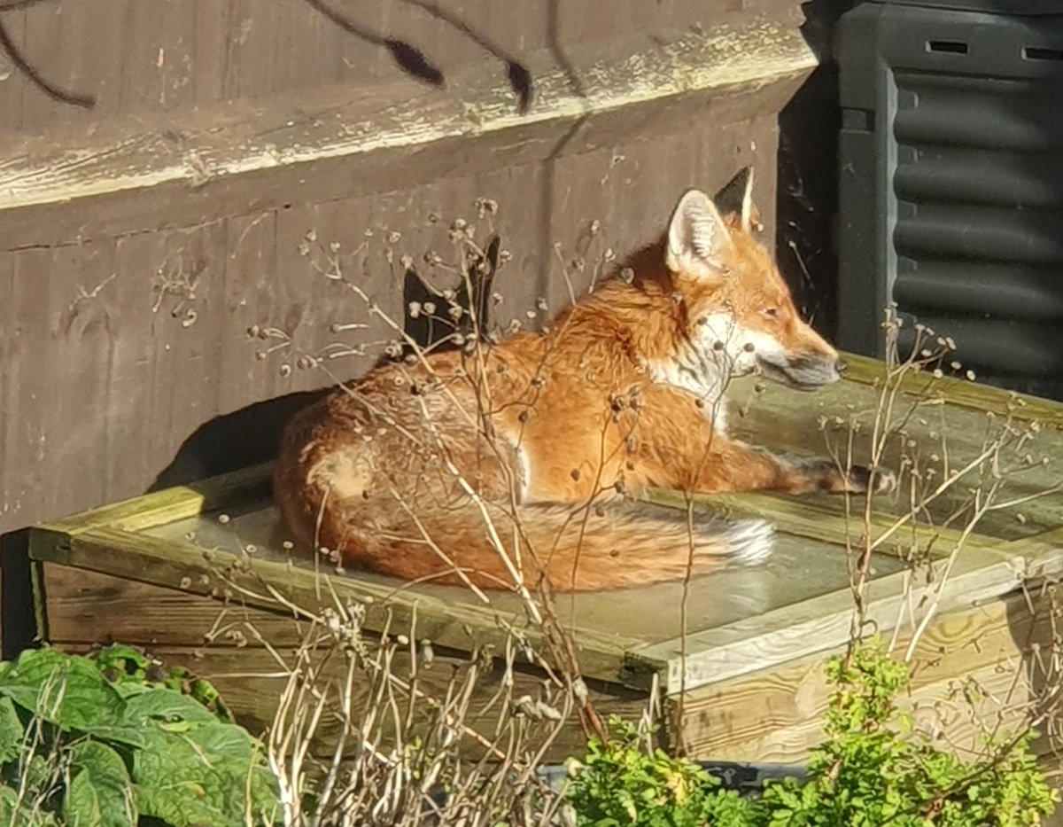 DoddysAllotment's tweet photo. A welcome intruder into the garden this morning. Mr Fox sunning himself on top of the cold frame.
#GardeningTwitter #GardeningX #RuralWildlife #Fox #FoxsOfInstagram https://t.co/QQPiJdYhtg