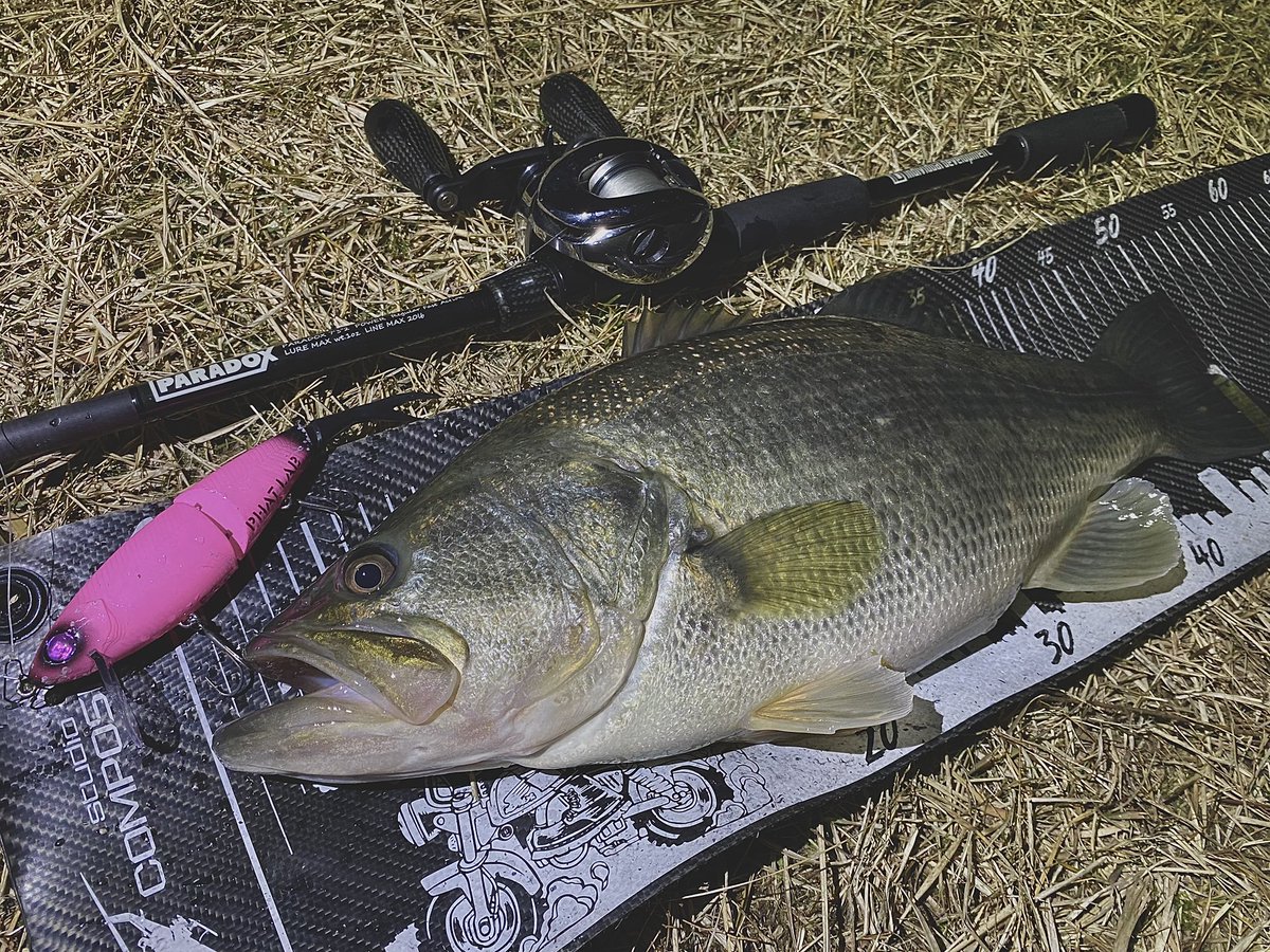 hrt_fishing's tweet photo. 🎣
nekosogi VG
通称チビネコ
・
#bass #bassfishing #バス #バス釣り #バスフィッシング #베스 #블랙배스 #lakebiwa #琵琶湖 #studiocomposite #スタジオコンポジット #スタコン #individual_development #paradox7302 #phatlab #ファットラボ #nekosogivg #ネコソギvg #チビネコ #ryugi #リューギ https://t.co/hubzG4eUZi