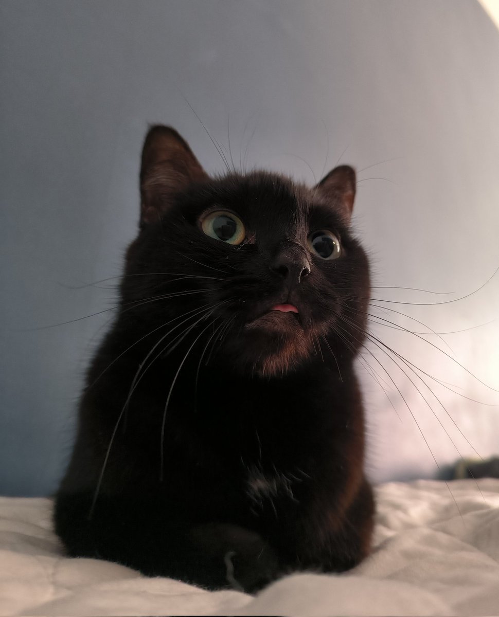 Татарская махарани tweet media