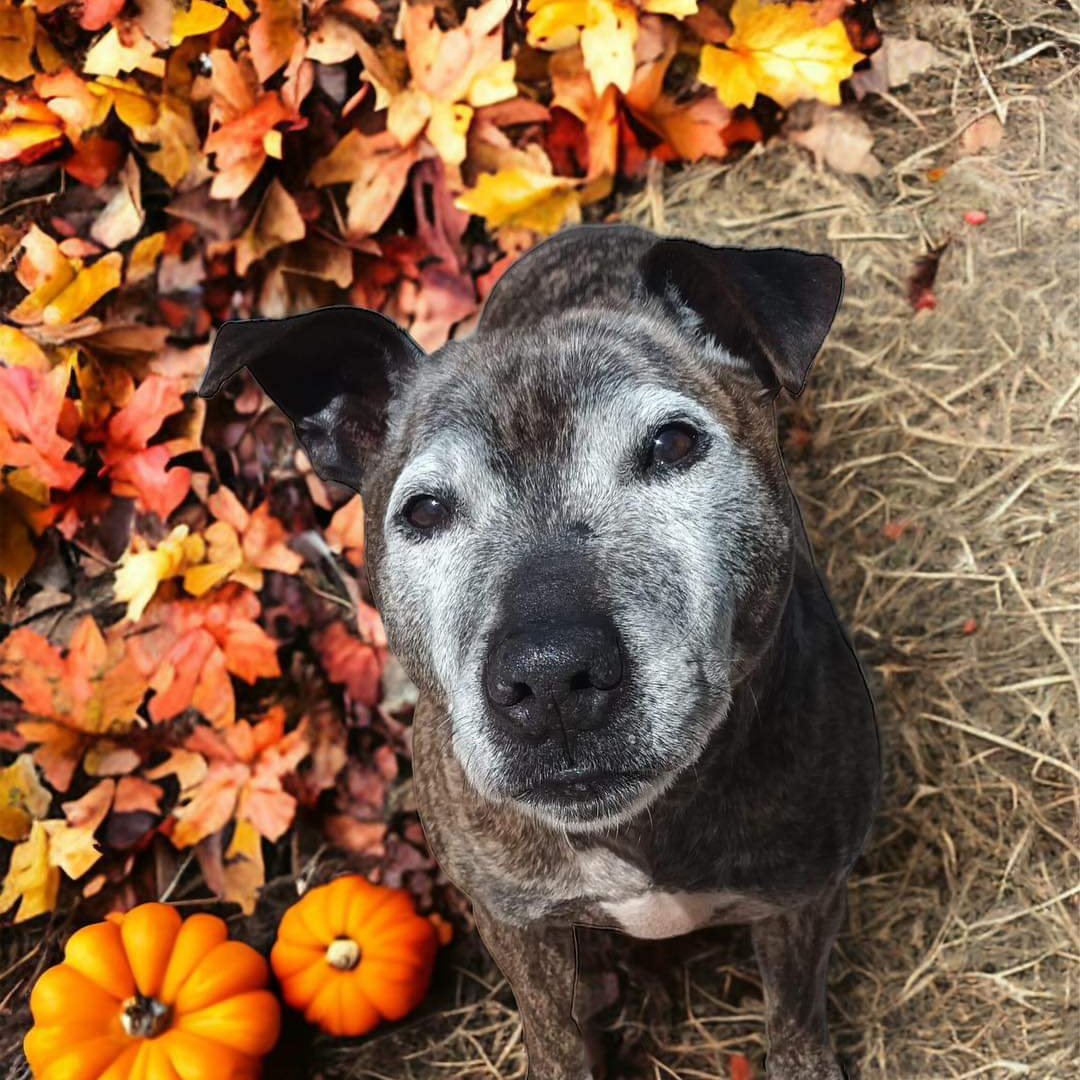 Please retweet to help Albert find a home #StokeOnTrent #UK   
Aged 11,  Albert has been overlooked 💔
He's looking for an adult home as the only pet. 
DETAILS or APPLY👇 seniorstaffyclub.co.uk/adopt-a-staffy……
 #dogs #pets