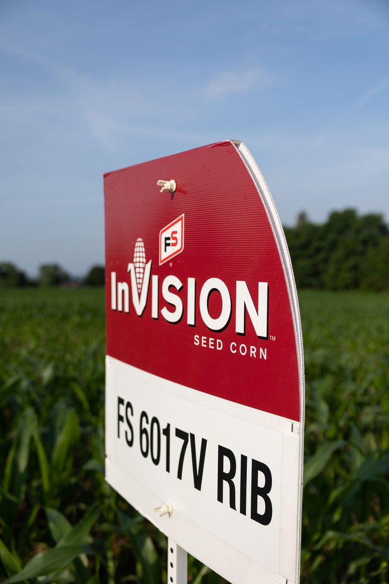 FSCooperatives's tweet image. Performing again and again! #FSInVISION 6017V RIB took the top place for full season performance in the @CFAES_OSU trials in northwest Ohio. See trial results at bit.ly/3RWyOST. @OhioState  @InVISION_HiSOY #FSSeed