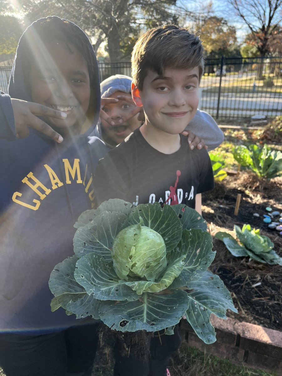 Peace✌🏻. Love ❤️. Cabbage 🥬. @SinclairPTO @readygrowgarden @HoustonISD #outdooreducation #harvesttime #gardenscience