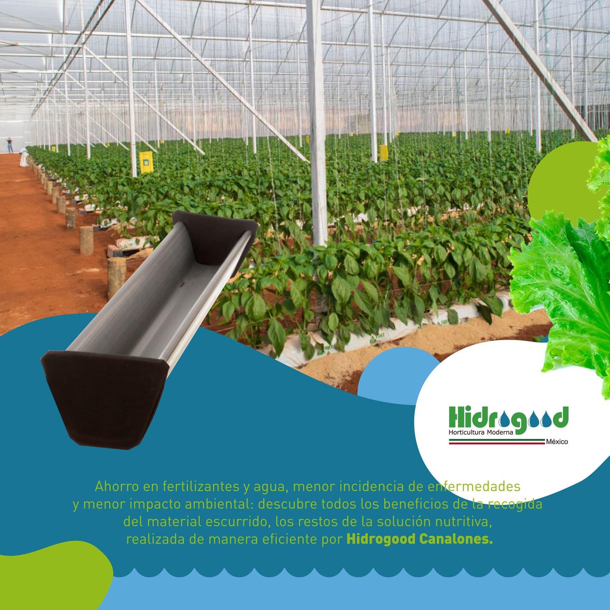 La #hidroponía permite sacar el máximo provecho de los espacios destinados para la agricultura y los cultivos. Esto se debe a que las raíces reciben alimento óptimo y directo, por lo cual no necesitan crecer en busca de agua.