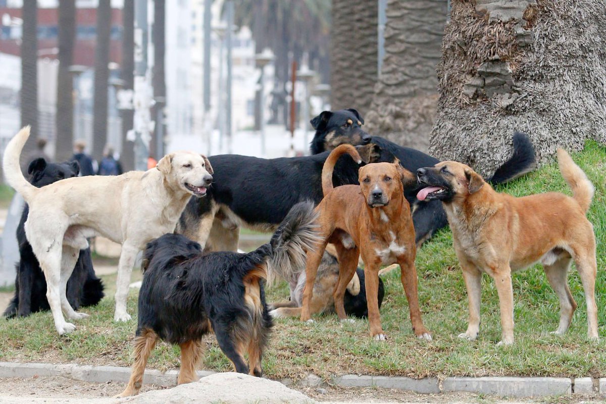 Şili 4.500 sokak köpeğini uyutma kararı aldı!

Şili ülkenin kuzeyindeki turistik bölgede, bir Brezilyalı turistin 7 başıboş köpek tarafından ağır yaralanmasının ardından 4.500 başıboş köpeğin uyutulması kararı aldı.
