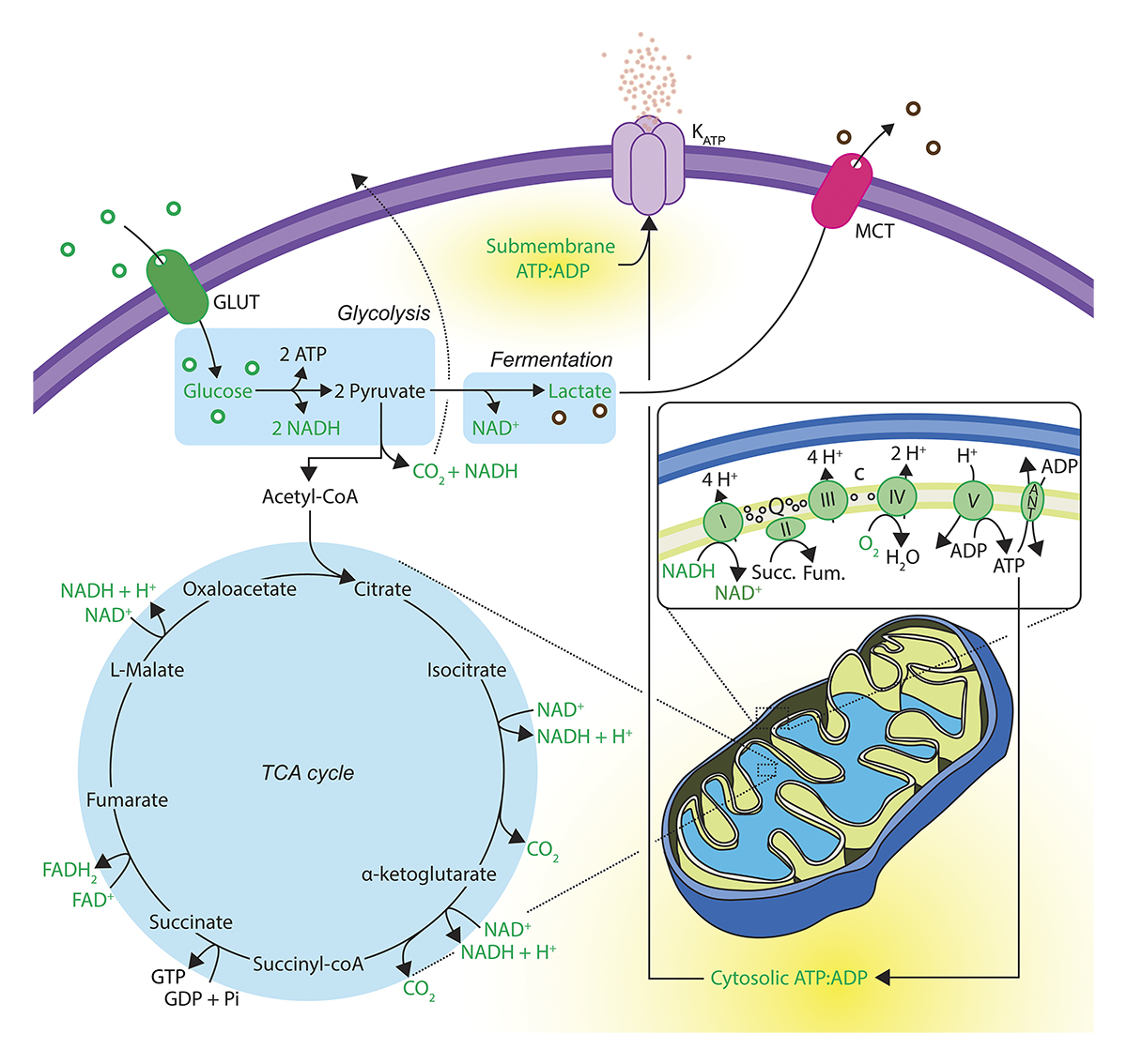 JGenPhysiol's tweet image. In this article @_TomLongden and Jon Lederer @UMBaltimore develop a novel electro-metabolic signaling hypothesis which connects metabolic demand to energy supply throughout the body. hubs.la/Q02g0hzJ0

#IntercellularSignaling #SignalTransduction #SystemsPhysiology