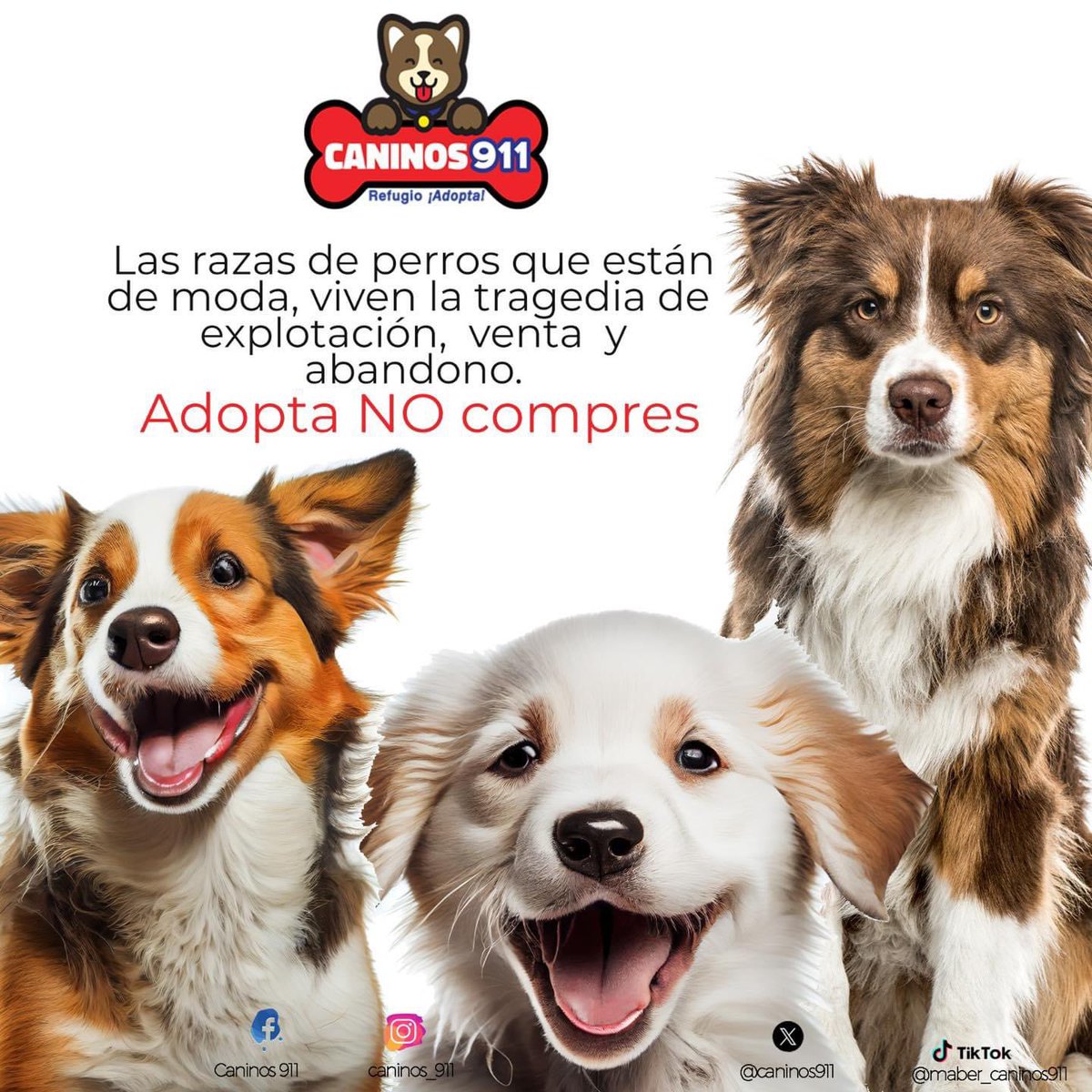 caninos911 tweet picture
