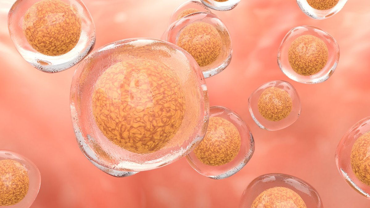 Einstein's Wenjun Guo, Ph.D., and colleagues have developed a novel approach to identify and study cancer stem cells in a mouse model of #breastcancer. Learn more at bit.ly/3RL136I @sciencemagazine #MECCC #research #science