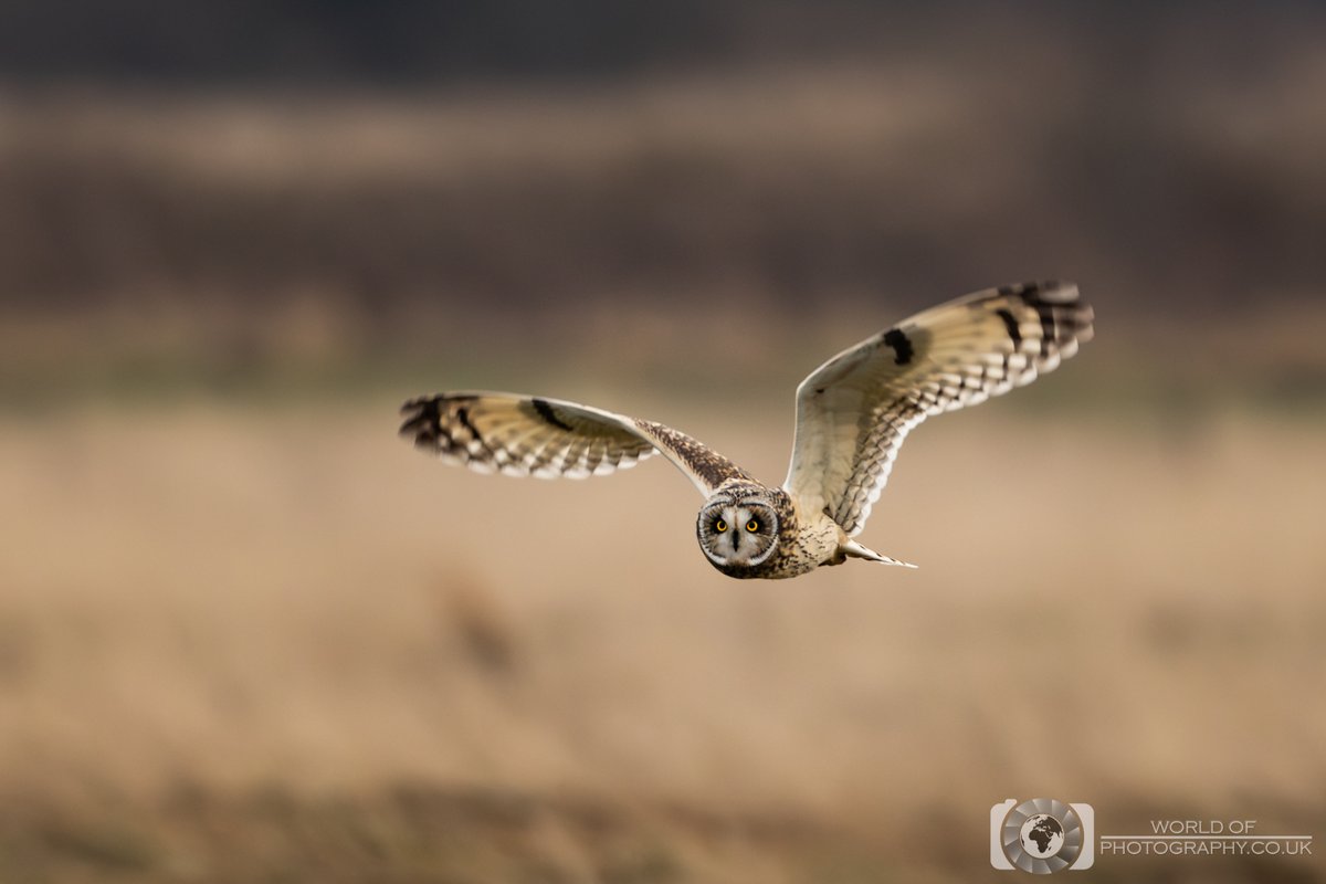 Quartering

#Shortearedowl #owl #wildlife #photography #wildlifephotography #nature #birdphotography #BirdsOfTwitter