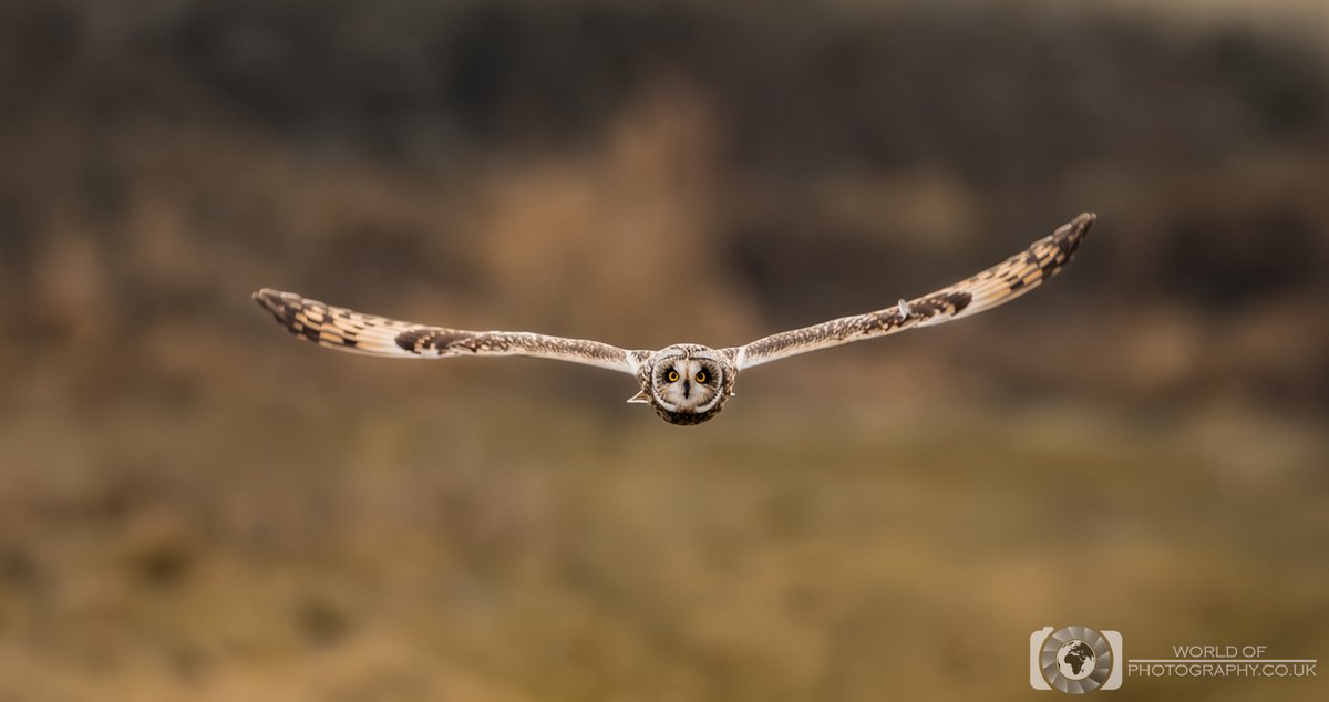 Incoming

#Shortearedowl #owl #wildlife #photography #wildlifephotography #nature #birdphotography #BirdsOfTwitter