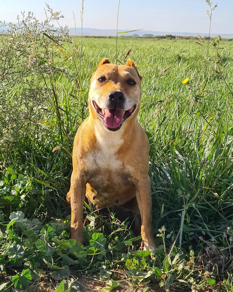 PATICASTAUSTE1's tweet photo. ⭐ KORA EN ADOPCIÓN ⭐

Otro perrico que sigue esperando su oportunidad es Kora, nuestra preciosa y amorosa Kora.
¿Quieres conocerla? Escríbenos.

✔️ Hembra
✔️ Mestiza
✔️ 2/3 años
✔️ Tamaño pequeño
✔️ Vacunada, desparasitada, esterilizada.
➡️ Se entregará con contrato. https://t.co/M3U8vpl3YB