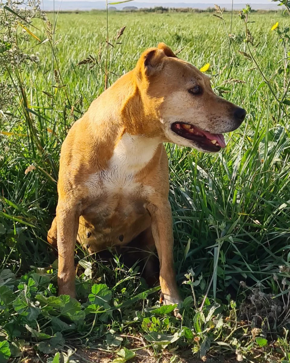 PATICASTAUSTE1's tweet photo. ⭐ KORA EN ADOPCIÓN ⭐

Otro perrico que sigue esperando su oportunidad es Kora, nuestra preciosa y amorosa Kora.
¿Quieres conocerla? Escríbenos.

✔️ Hembra
✔️ Mestiza
✔️ 2/3 años
✔️ Tamaño pequeño
✔️ Vacunada, desparasitada, esterilizada.
➡️ Se entregará con contrato. https://t.co/M3U8vpl3YB