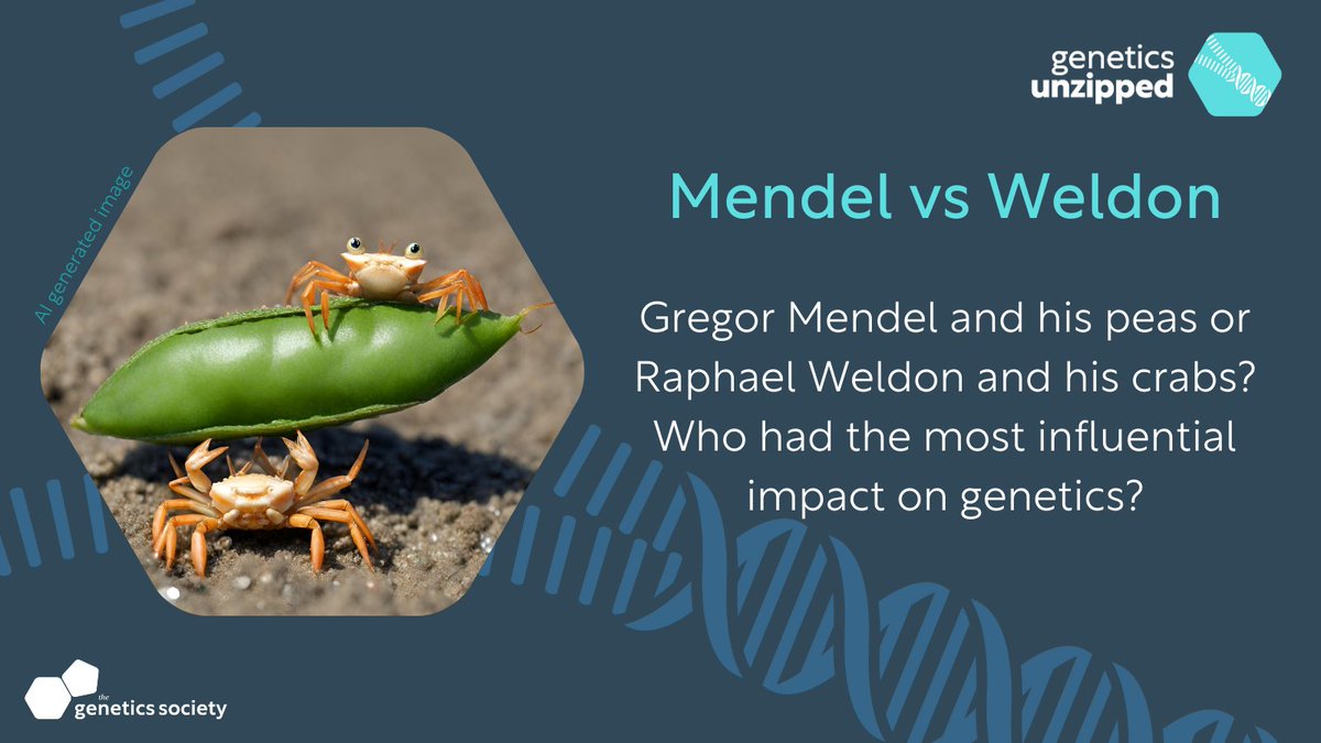 In the early 1900s, there was a debate on inheritance between 2 main schools of thought in genetics - Mendelian vs Weldonian.

Ultimately Mendel’s ideas won out. But does that mean they were right?

Listen to the full story: geneticsunzipped.com/blog/2024/1/11…
