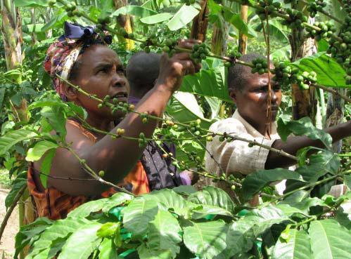 AfridamuGroup's tweet photo. UGANDA COFFEE EXPORTS 
Coffee exports for 12 months (Financial year 2021/22) totaled 6.26 million bags worth US$ 862.28 million compared to 6.08 million bags worth US$ 559.16 million the previous year (Financial year 2020/21), according to  UCDA report. https://t.co/IXAxGxY59C