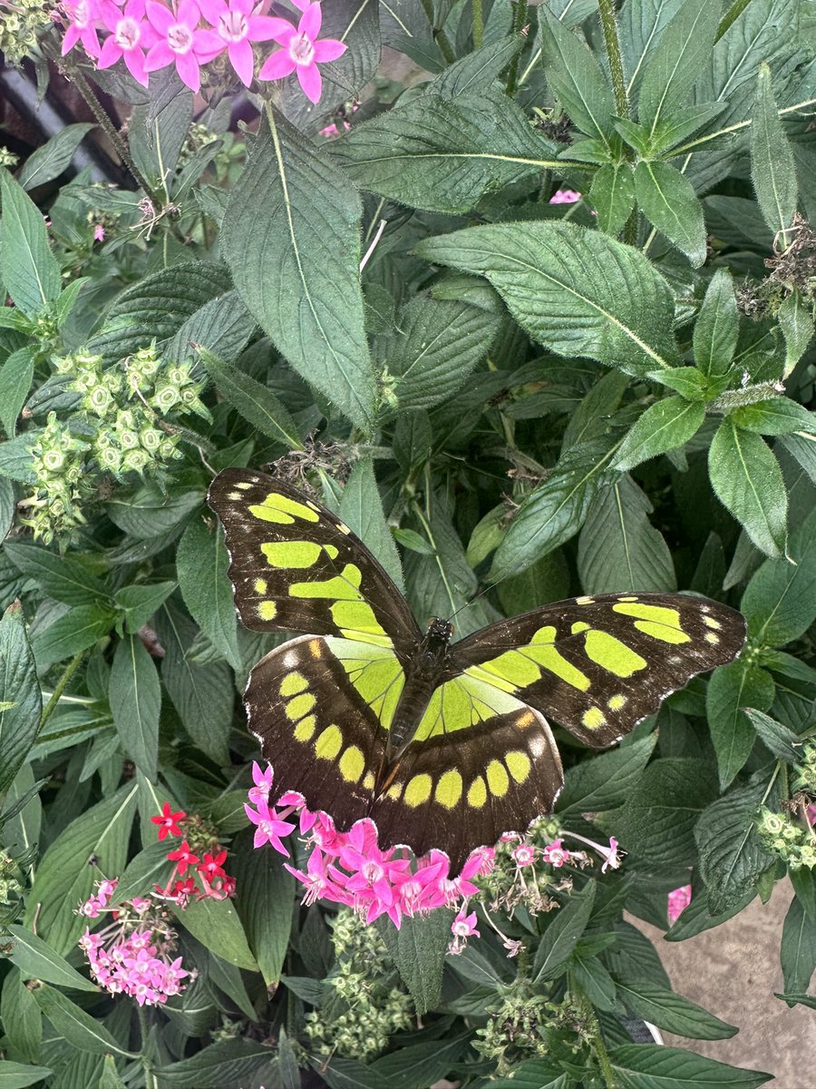 echereeIRL's tweet photo. Costa Rica 🇨🇷 https://t.co/U1SbelpahQ