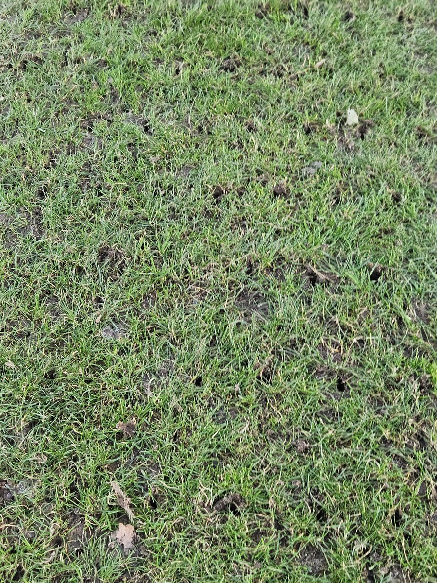 BeesGroundsman tweet media