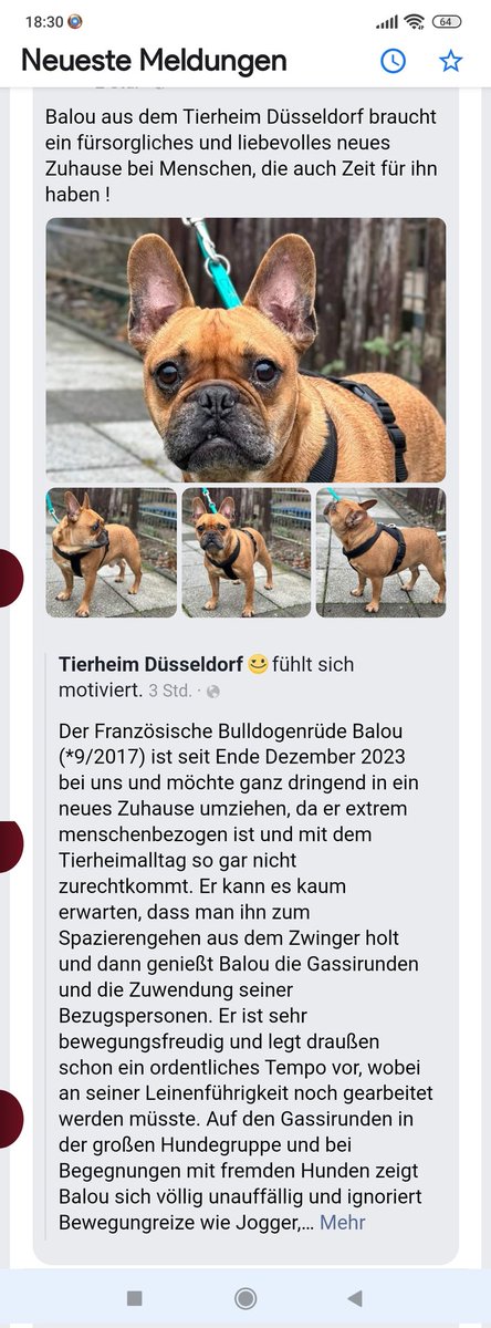 Babsi58089's tweet photo. Tierheim #Düsseldorf #Balou sucht dringend ein neues Zuhause ❣️🍀 https://t.co/7XckcqYckC